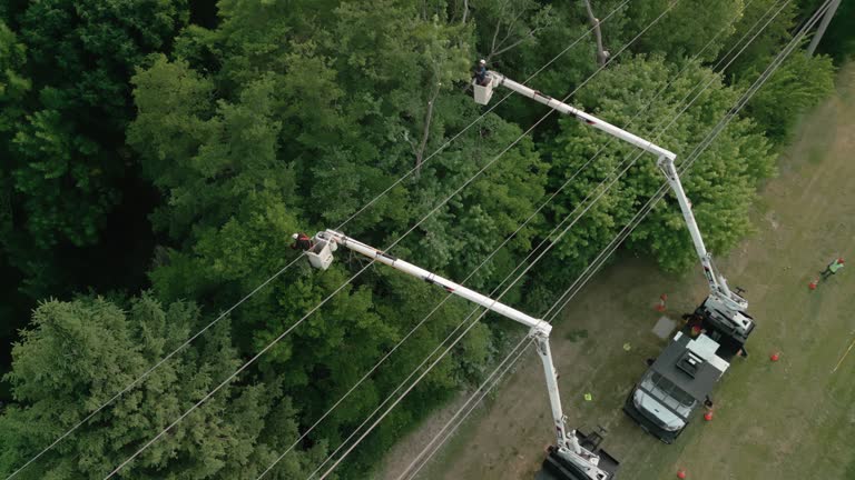 How Our Tree Care Process Works  in Powhatan Point, OH